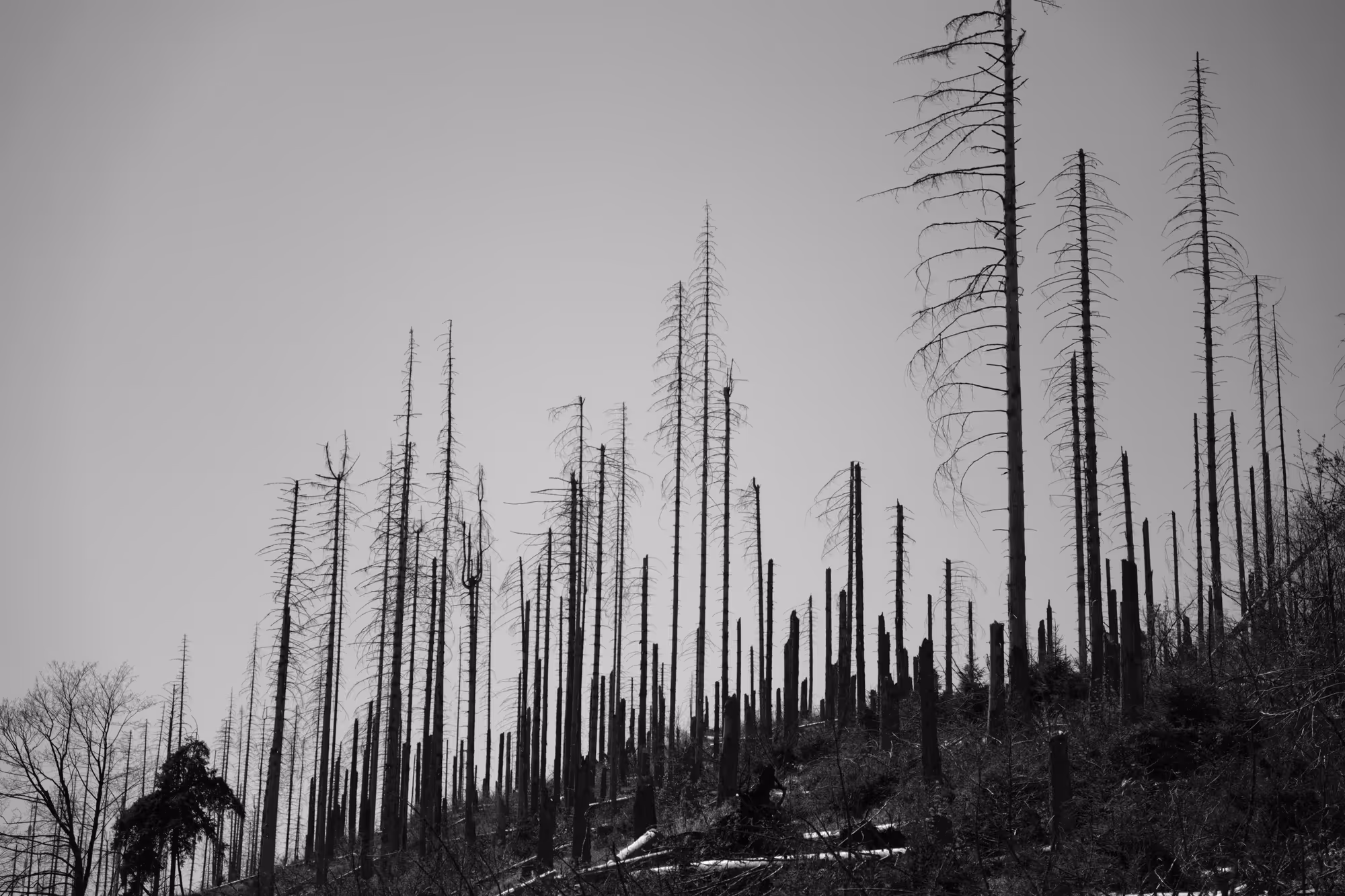 Tristesse at the Harz Mountains