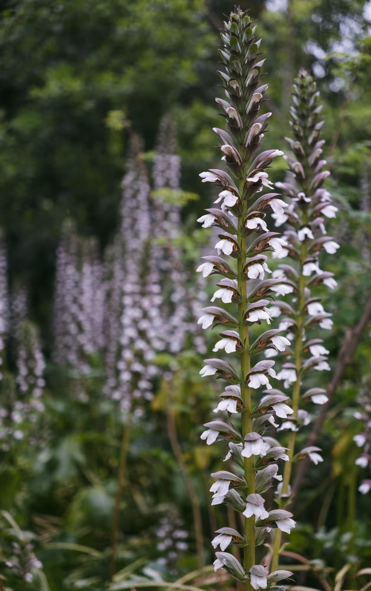 Acanthus