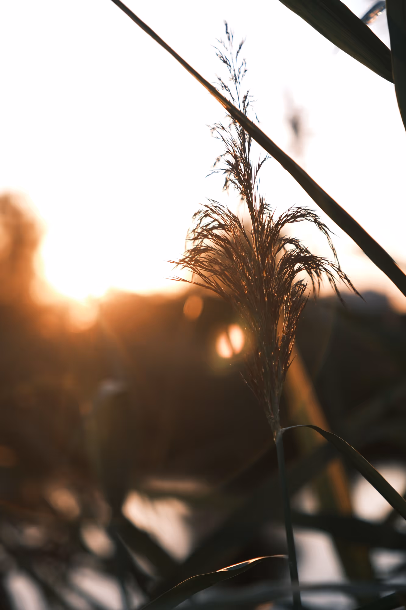 Reeds at sunset