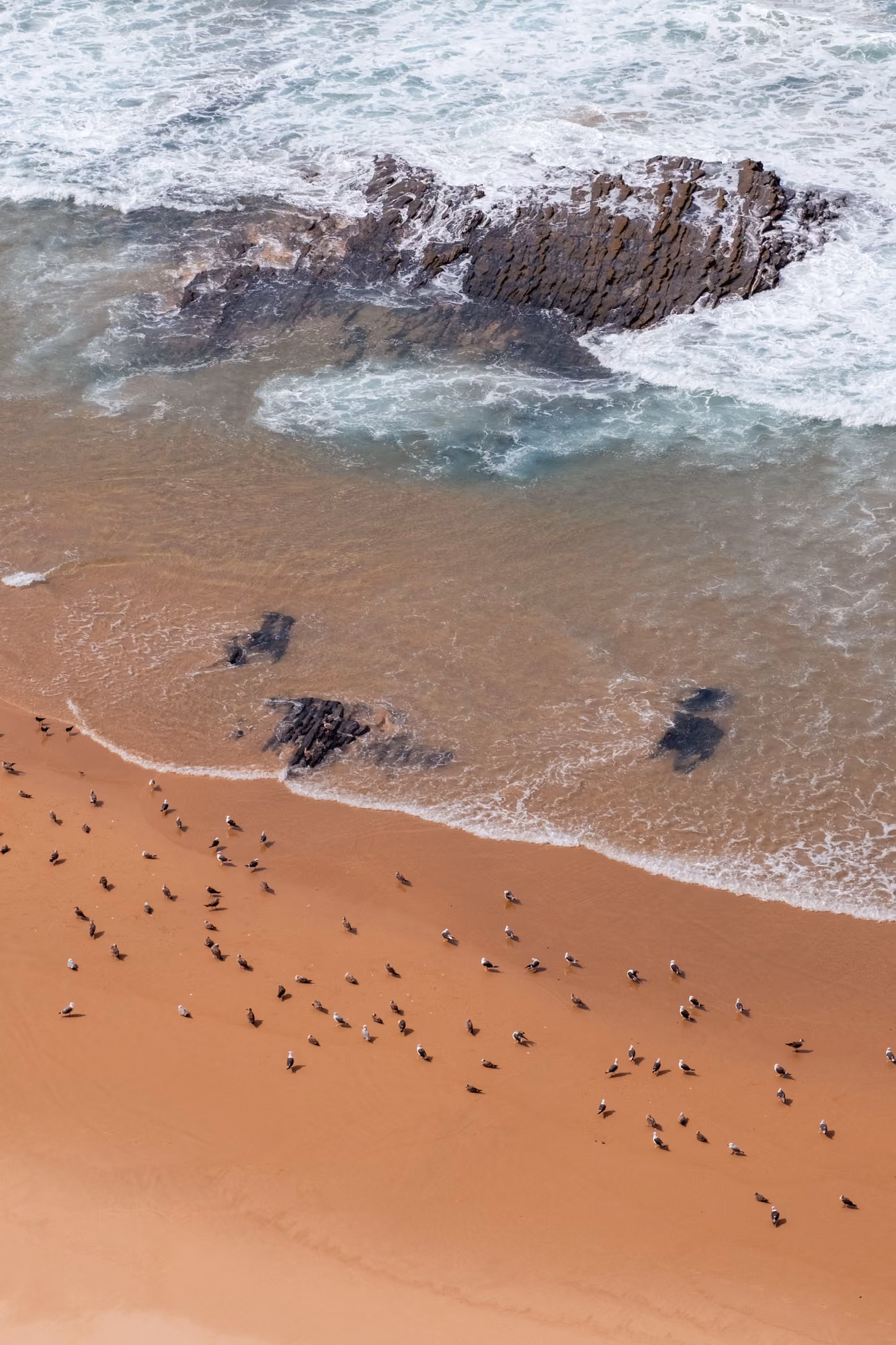 Seagulls on the beach