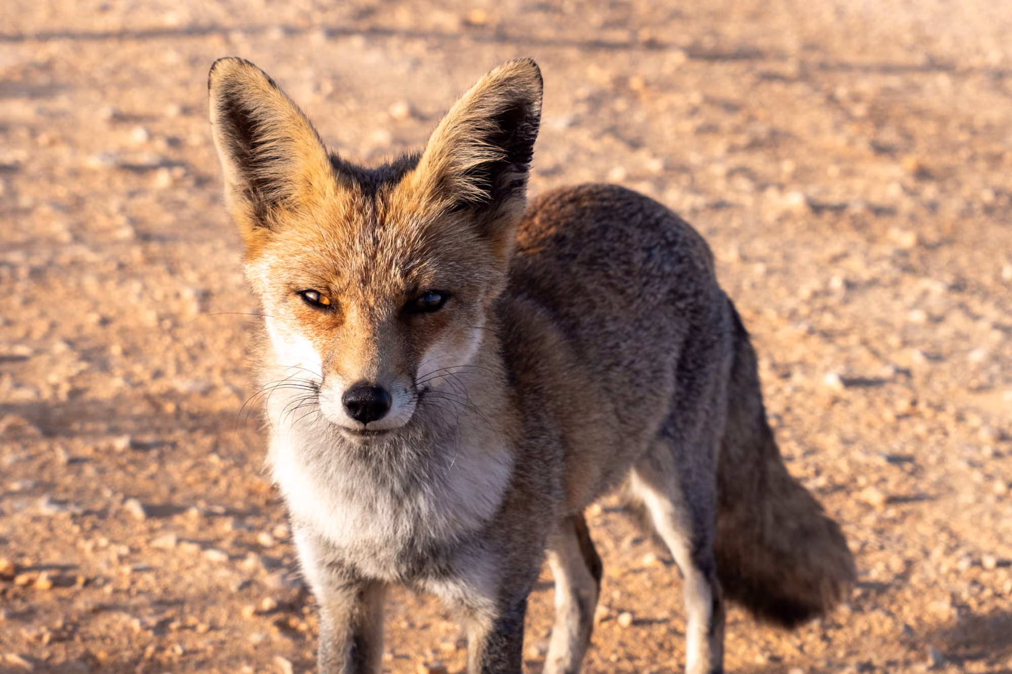 Iberian fox close up